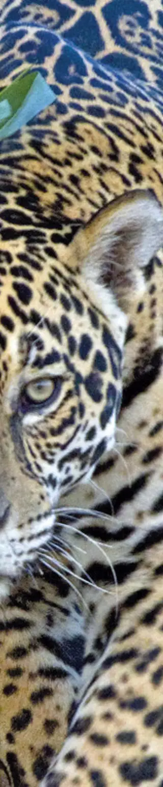 Den nördlichen Pantanal entdecken
